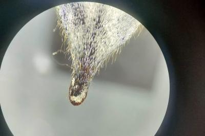 <i>Melolontha melolontha</i>