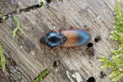 <i>Gynandromorphus etruscus</i>