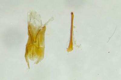 <i>Anthrenus</i>