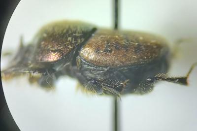 <i>Onthophagus coenobita</i>