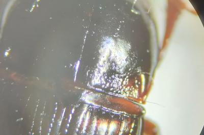 <i>Amara consularis</i>