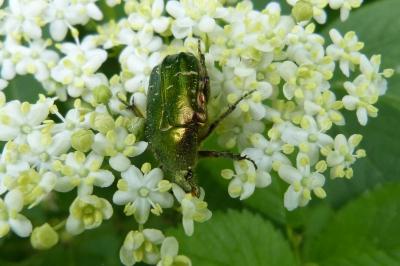 <i>Cetonia aurata</i>