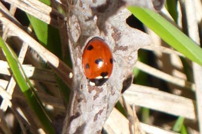<i>Coccinella septempunctata</i>