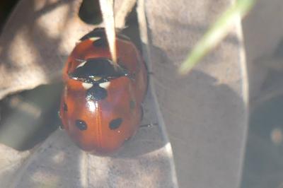 <i>Coccinella septempunctata</i>