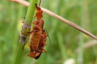 <i>Rhagonycha fulva</i>