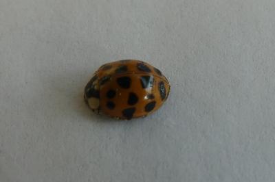 <i>Harmonia axyridis</i>