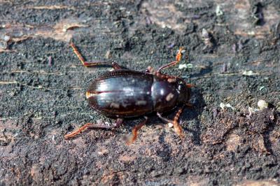 <i>Nalassus laevioctostriatus</i>
