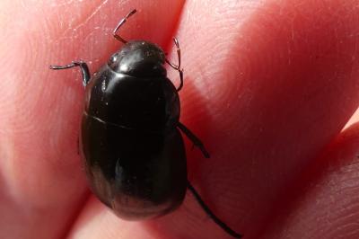 <i>Hydrochara caraboides</i>