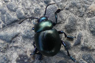 <i>Timarcha goettingensis</i>