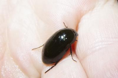 <i>Hydrochara caraboides</i>