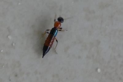 <i>Paederus littoralis</i>