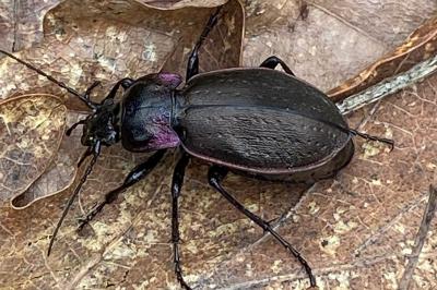 <i>Carabus nemoralis</i>