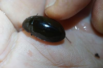 <i>Hydrochara caraboides</i>