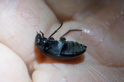 <i>Hydrochara caraboides</i>