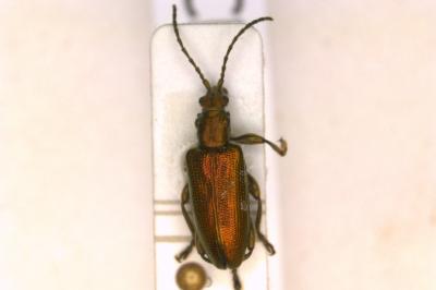 <i>Plateumaris sericea</i>
