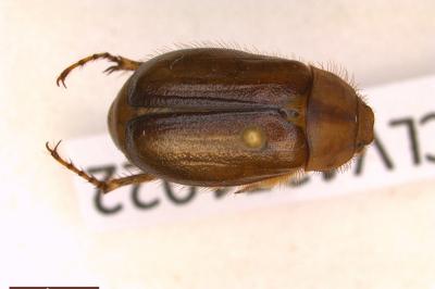 <i>Rhizotrogus aestivus</i>