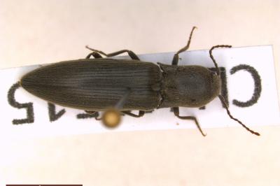 <i>Agriotes pilosellus</i>