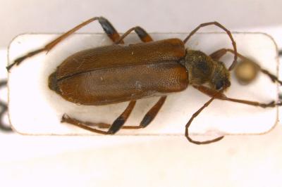 <i>Cortodera humeralis</i>