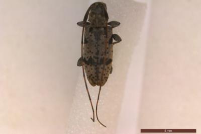 <i>Leiopus femoratus</i>