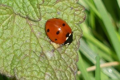 <i>Coccinella septempunctata</i>