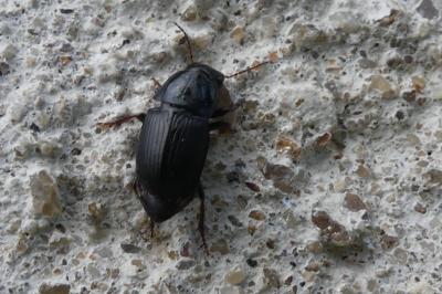 <i>Harpalus dimidiatus</i>