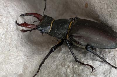 <i>Lucanus cervus</i>