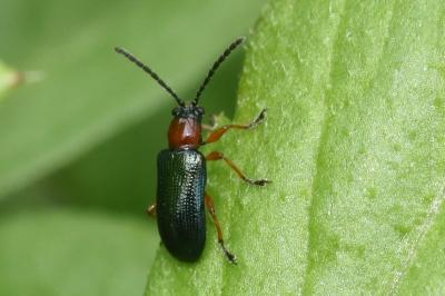 <i>Oulema melanopus/duftschmidi</i>
