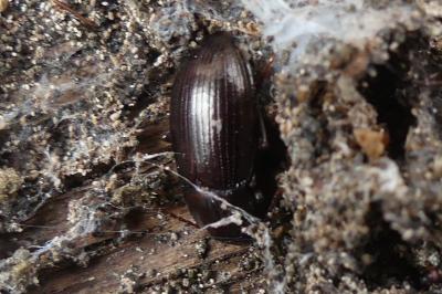<i>Nalassus laevioctostriatus</i>