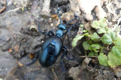 <i>Meloe violaceus</i>