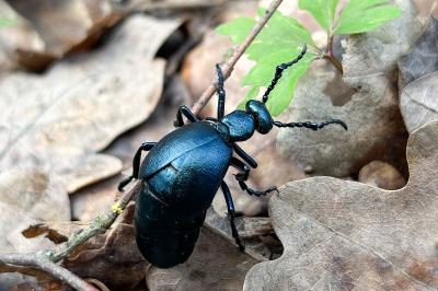 <i>Meloe violaceus</i>