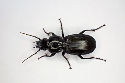 <i>Pterostichus madidus</i>