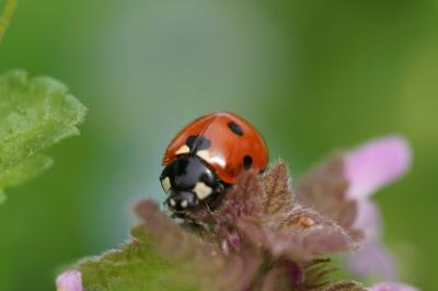 <i>Coccinella septempunctata</i>