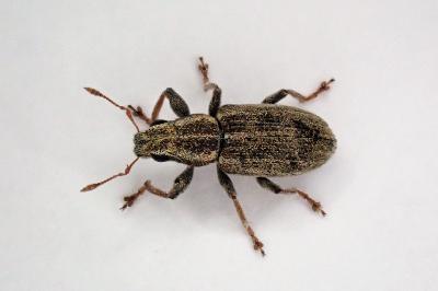 <i>Sitona</i>