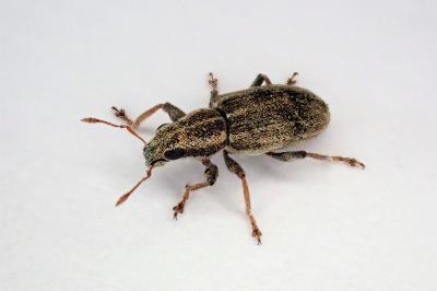 <i>Sitona</i>