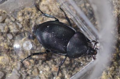 <i>Ablattaria laevigata</i>
