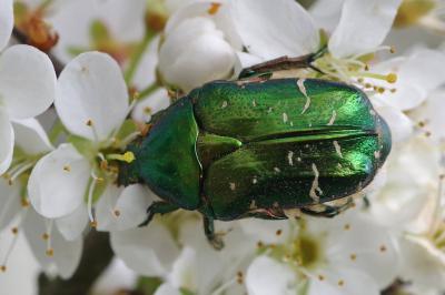 <i>Cetonia aurata</i>