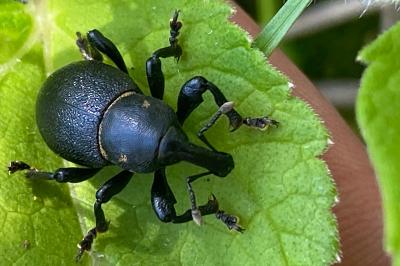 <i>Liparus coronatus</i>