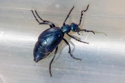 <i>Meloe violaceus</i>