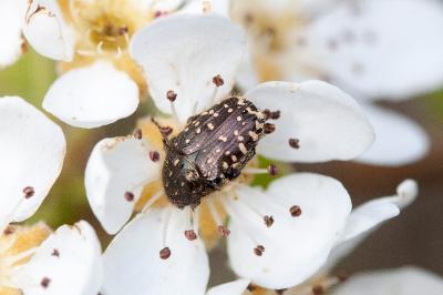 <i>Oxythyrea funesta</i>