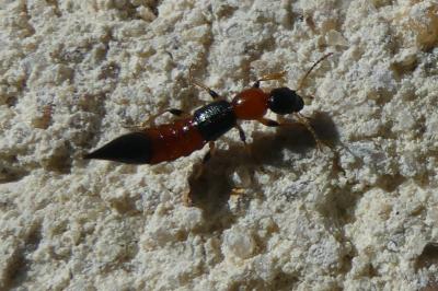 <i>Paederus</i>