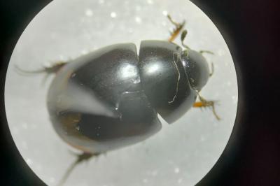 <i>Sphaeridium</i>