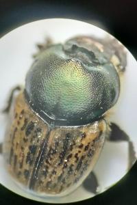 <i>Onthophagus vacca</i>