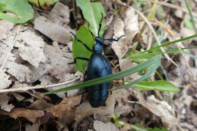 <i>Meloe violaceus</i>
