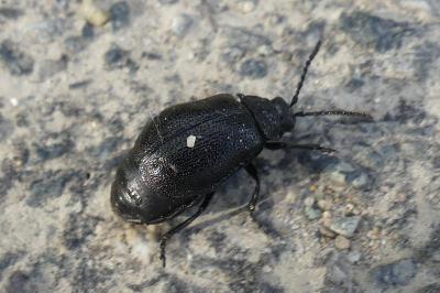 <i>Galeruca</i>