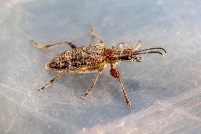 <i>Rhagium inquisitor</i>