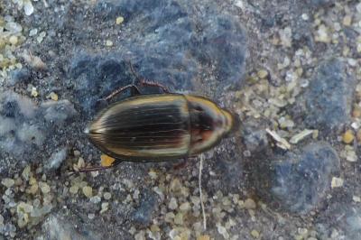 <i>Amara aenea</i>