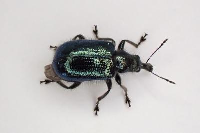 <i>Lasiorhynchites</i>