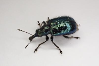 <i>Lasiorhynchites</i>
