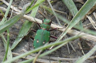 <i>Cicindela campestris</i>