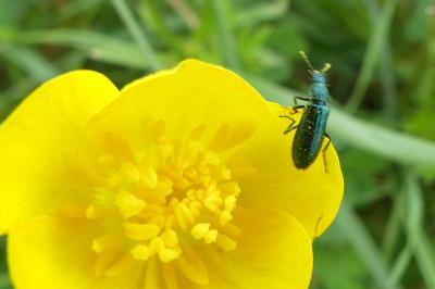 <i>Psilothrix viridicoerulea</i>